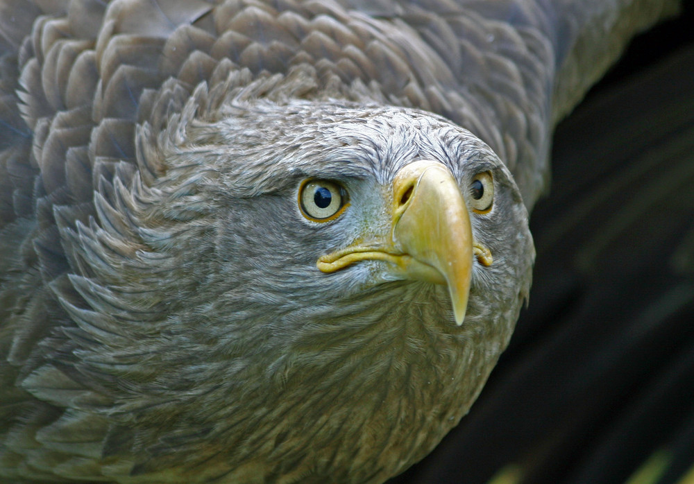 Ein Adler (Falkenhof Schalkholz)