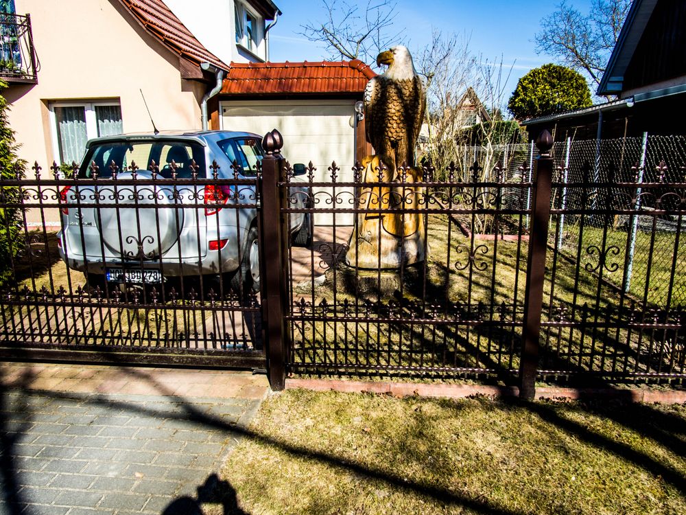 ein adler im vorgarten Foto & Bild | landschaft, natur Bilder auf