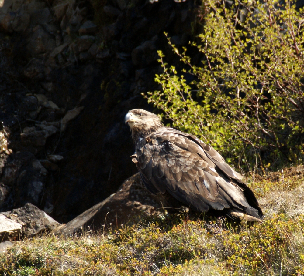 Ein Adler in den Westfjorden