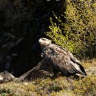Ein Adler in den Westfjorden