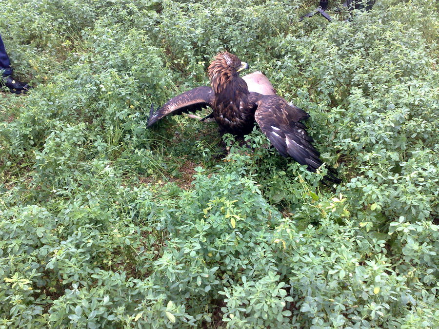 Ein Adler macht Beute !