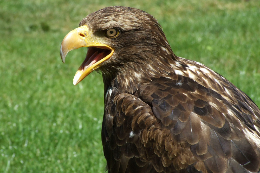 Ein Adler schreit nach Futter