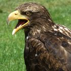 Ein Adler schreit nach Futter