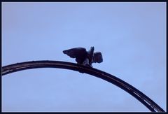ein Adler über den Dächern von Dannenfels