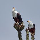 Ein Adlerpaar 