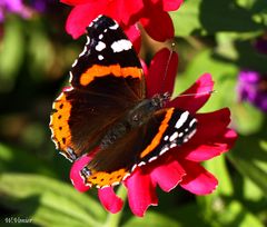 Ein Admiral auf der Mainau