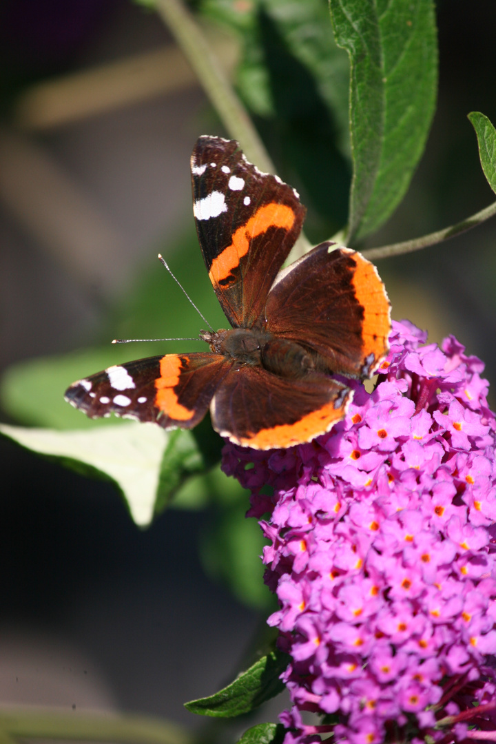 Ein Admiral auf einer Blüte vom Schmetterlingsflieder