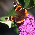 Ein Admiral auf einer Blüte vom Schmetterlingsflieder