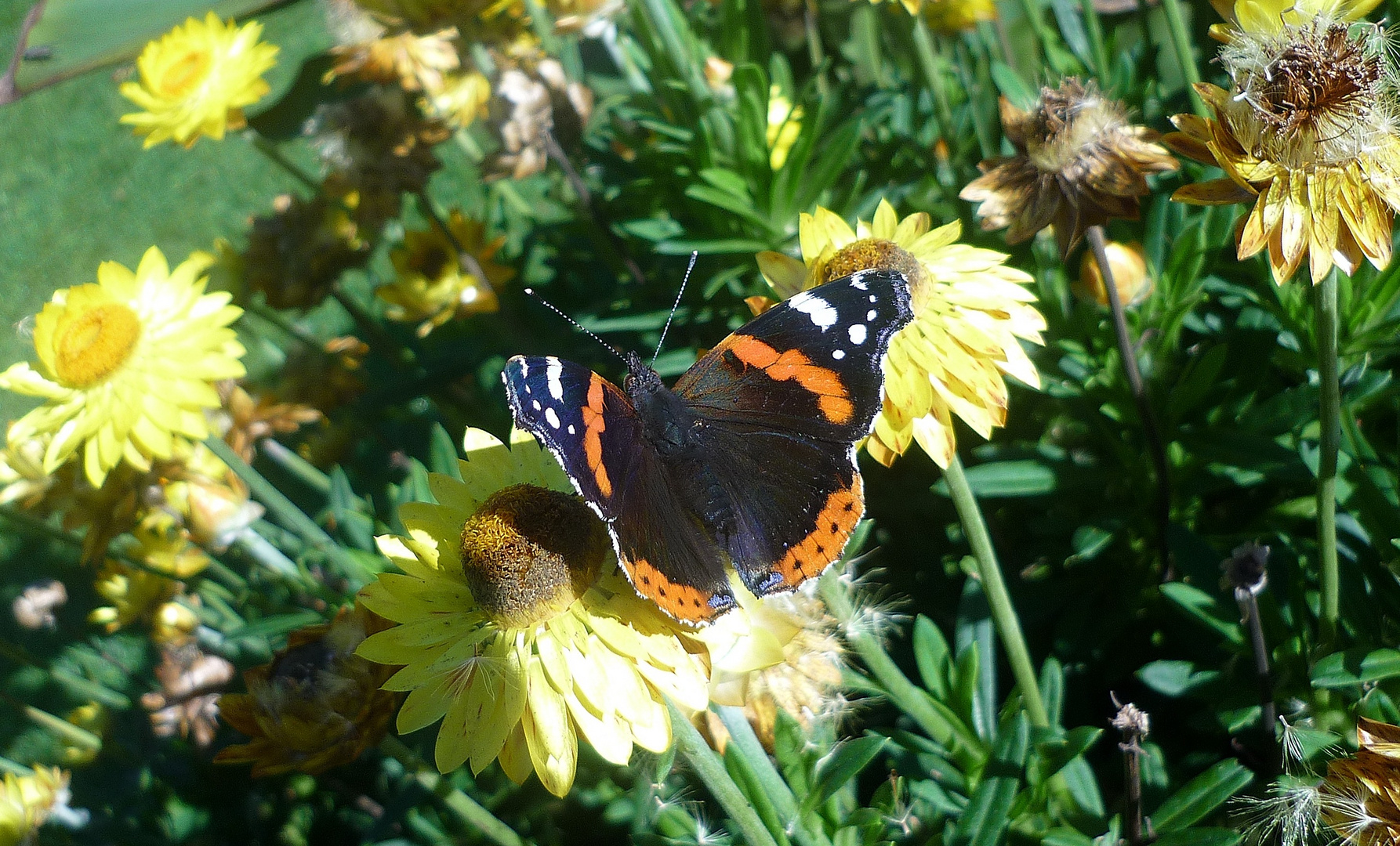 Ein Admiral.... bei uns im Garten