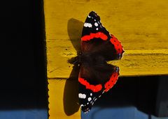 Ein Admiral im Garten 