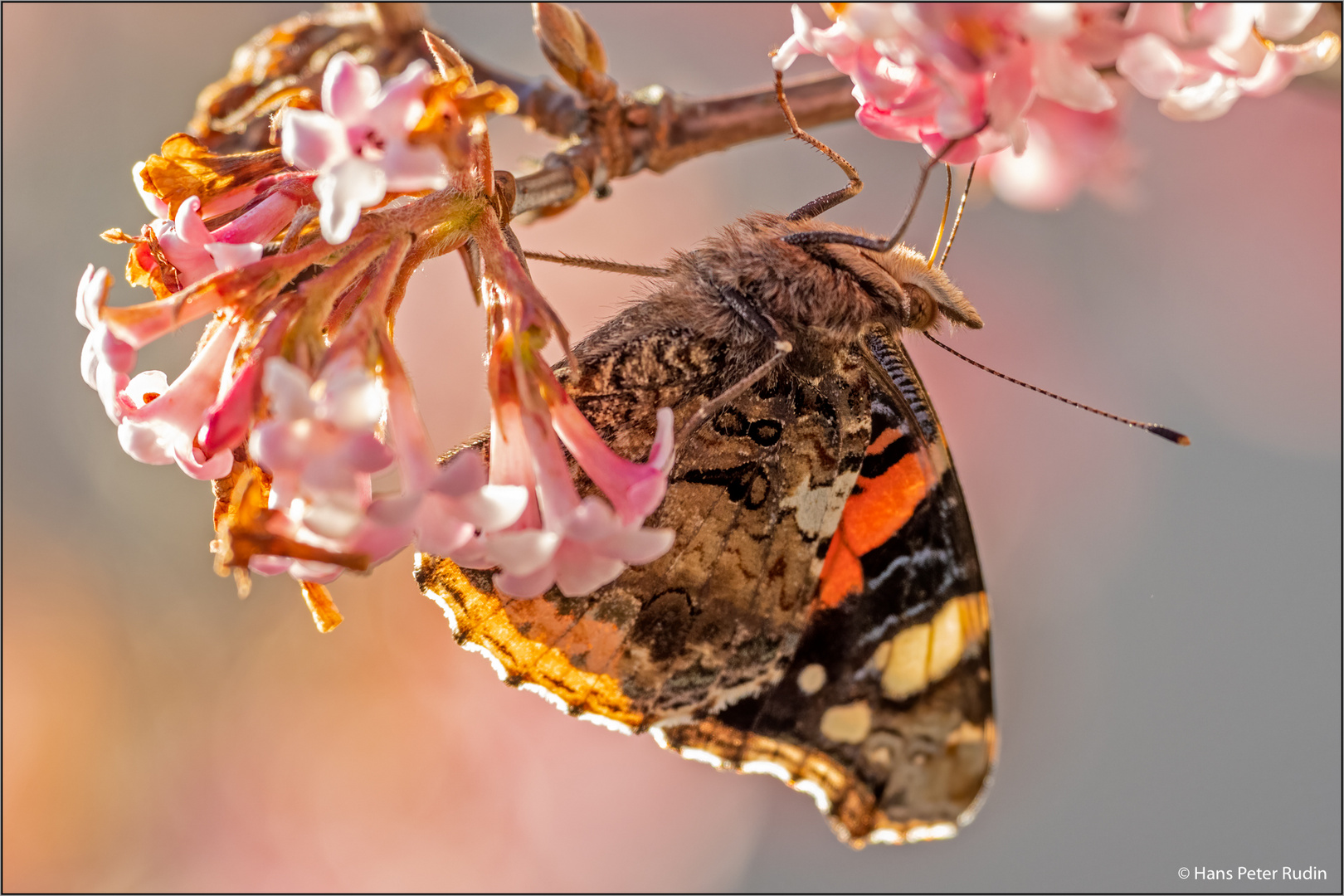 Ein Admiral im Garten