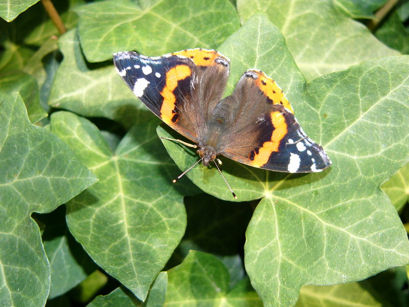 Ein Admiral im Garten - erste Versuche mit meiner Lumix und Makro