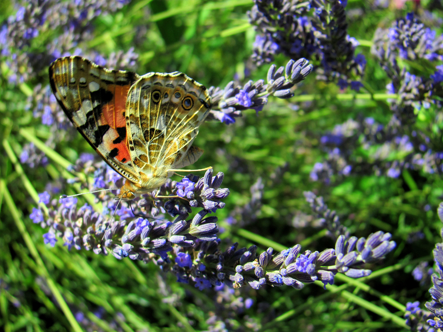 ein Admiral im Lavendel