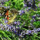 ein Admiral im Lavendel