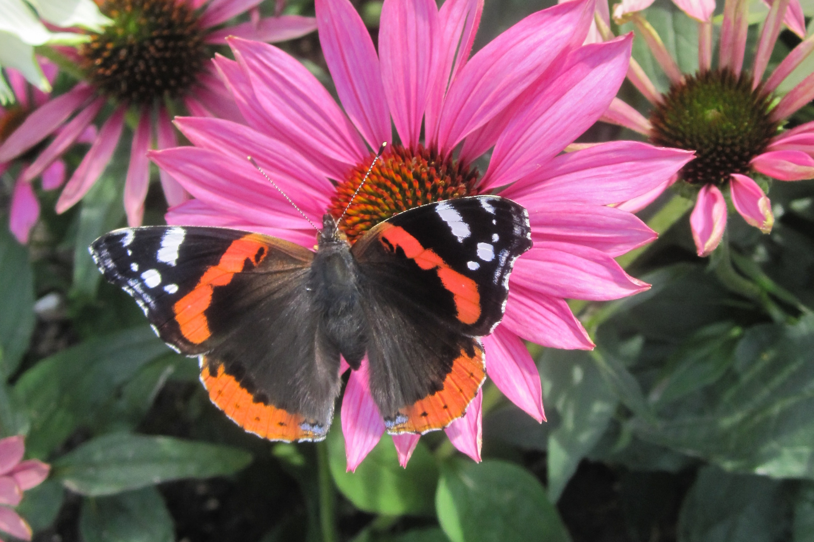 ein Admiral in unserm Garten-Bild2