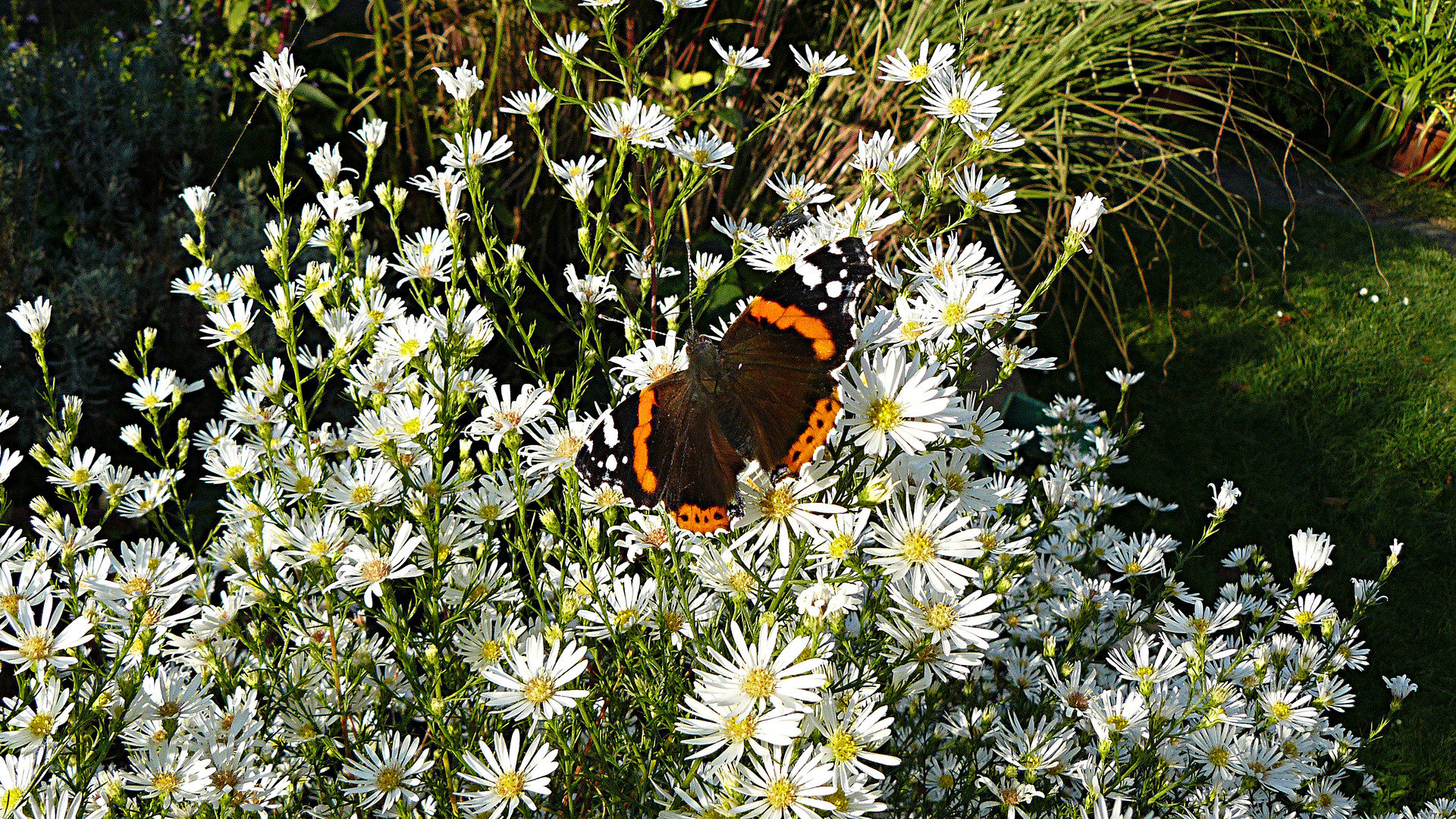 Ein Admiral tankt die warem Sonnenstrahlen am 29.Oktober 2014 im Septemberkraut