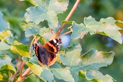 Ein Admiral (Vanessa atalana)