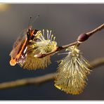 Ein Admiral (Vanessa atalanta, Syn. Pyrameis atalanta)...