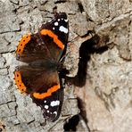 Ein Admiral (Vanessa atalanta, Syn. Pyrameis atalanta)...