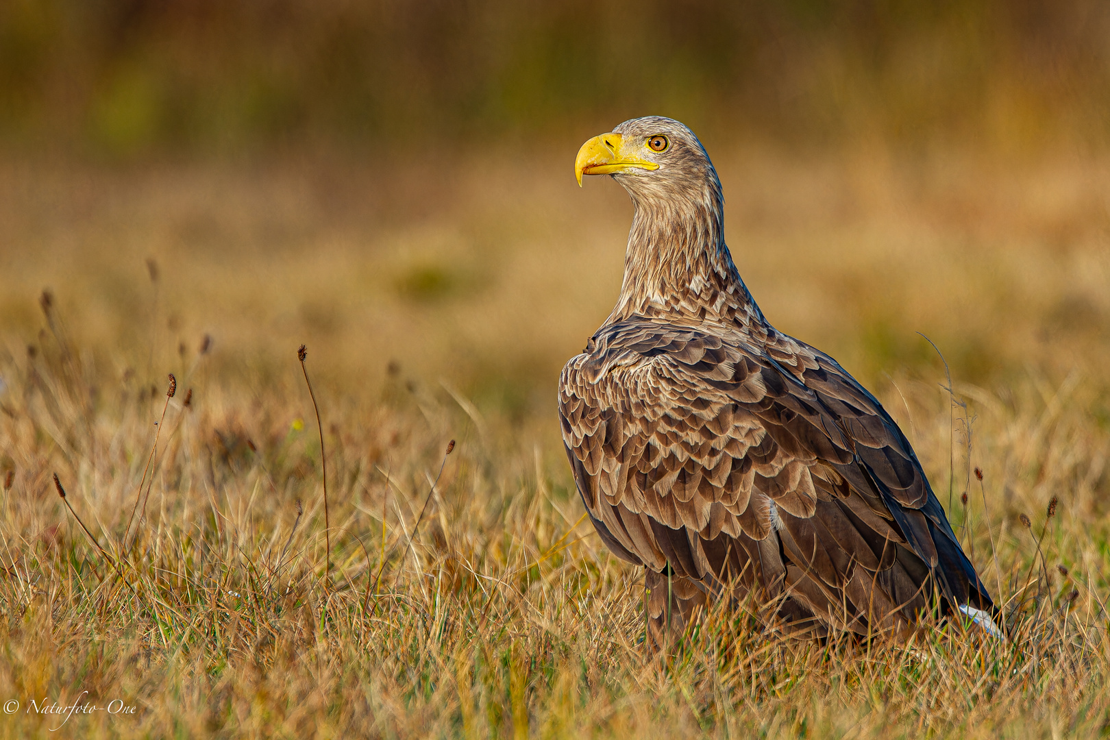 Ein adulter schön ausgefärbter Seeadler mit weißem Steiß