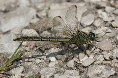 Ein älteres Weibchen der Westlichen Keiljungfer (Gomphus pulchellus)