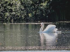 Ein ärgerlicher Schwanenvater.