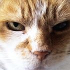 ein äugiger kater