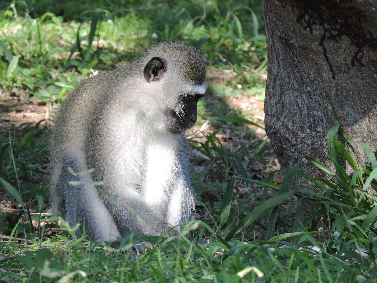 Ein Affe am Wegesrand , Grüne Meerkatze (Cercopithecus aethiops)