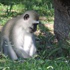 Ein Affe am Wegesrand , Grüne Meerkatze (Cercopithecus aethiops)