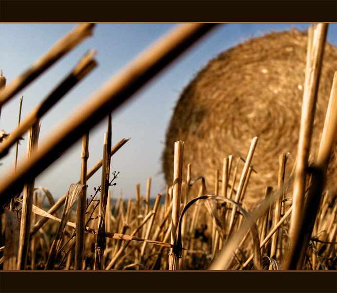 Ein Affe im Kornfeld