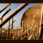 Ein Affe im Kornfeld