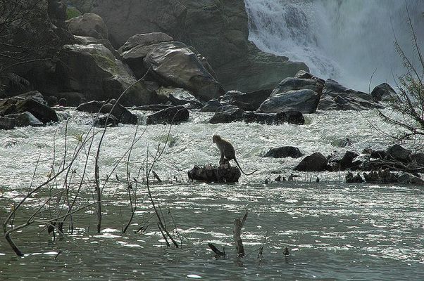 Ein Affe in der Mühe!