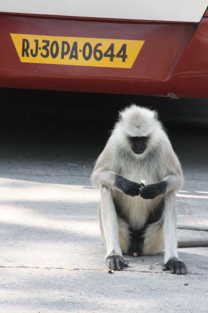 Ein Affe in Rajasthan