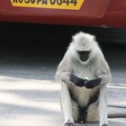 Ein Affe in Rajasthan