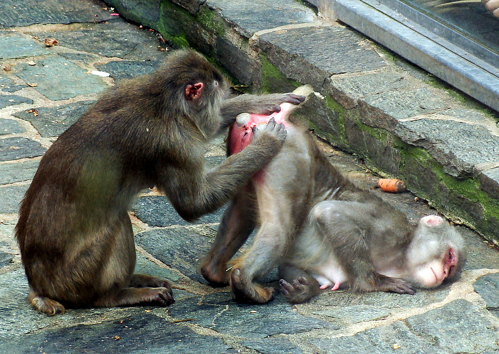 Ein Affe sieht rot...