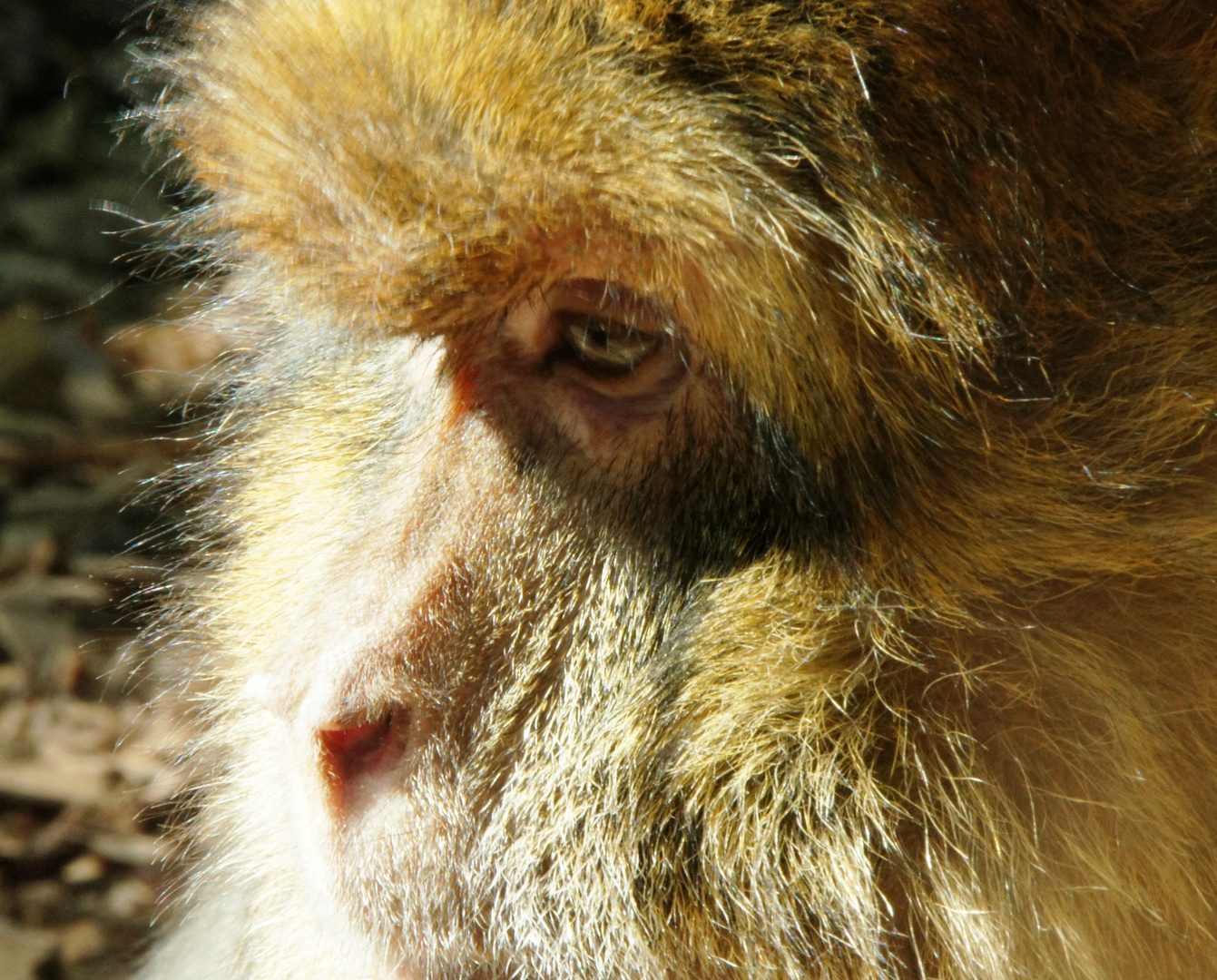 Ein Affen-Porträt