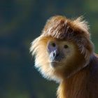 Ein Affenportrait