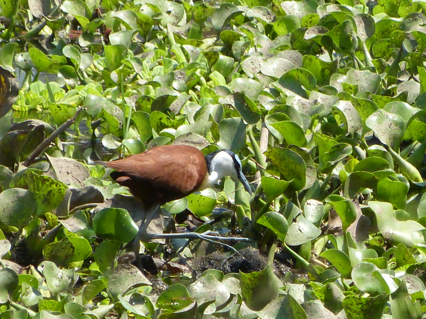 Ein african Jacana auf Wasserhyazinthen