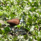 Ein african Jacana auf Wasserhyazinthen