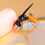 ein afrikanischer Bienenwolf