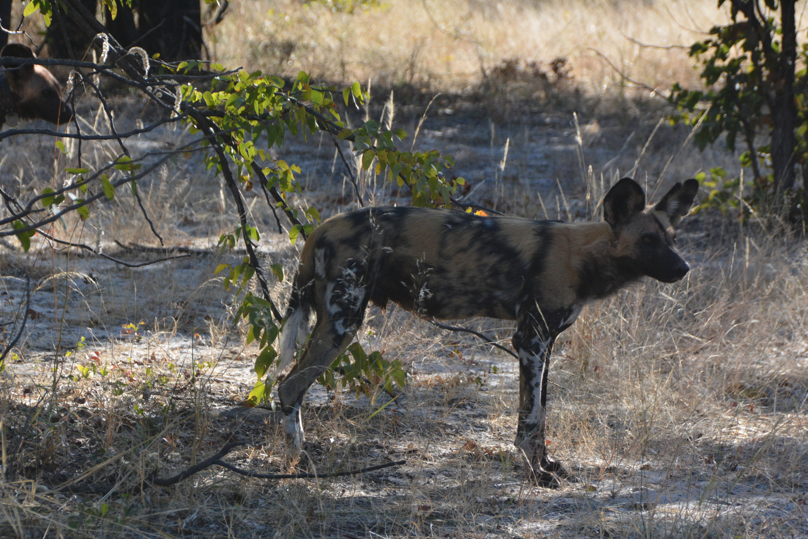 ein afrikanischer Wildhund