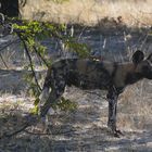 ein afrikanischer Wildhund