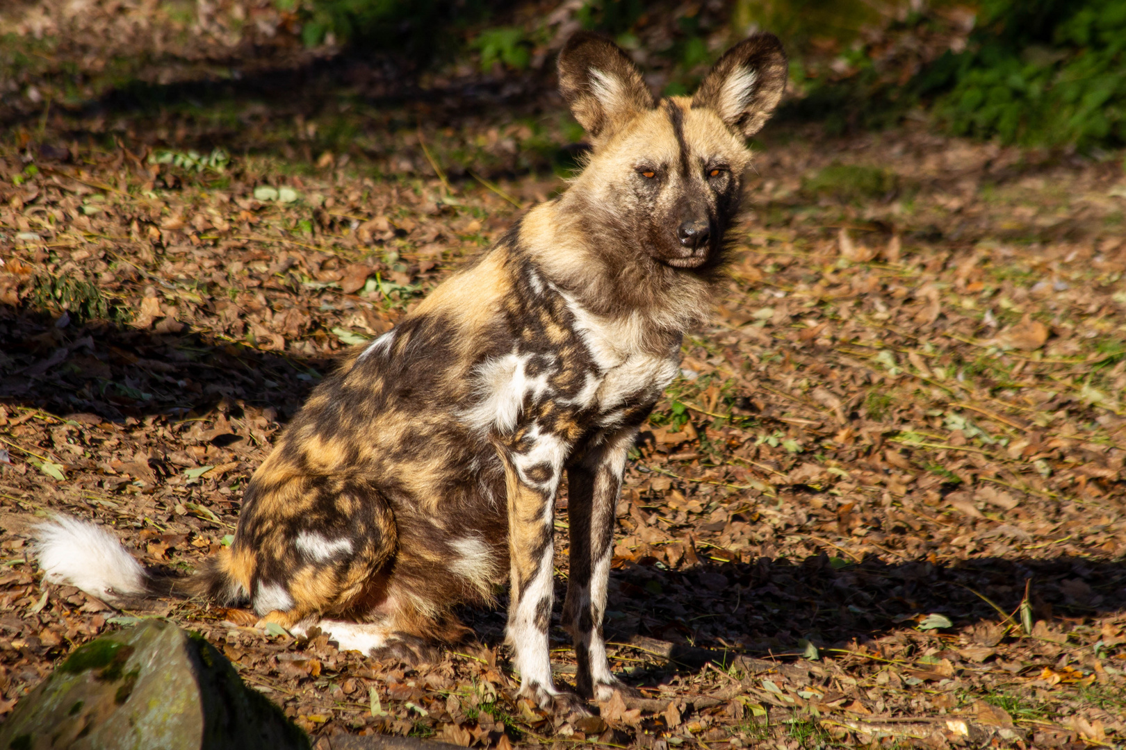 Ein afrikanischer Wildhund mit wunderschöner Fellzeichnung