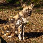 Ein afrikanischer Wildhund mit wunderschöner Fellzeichnung
