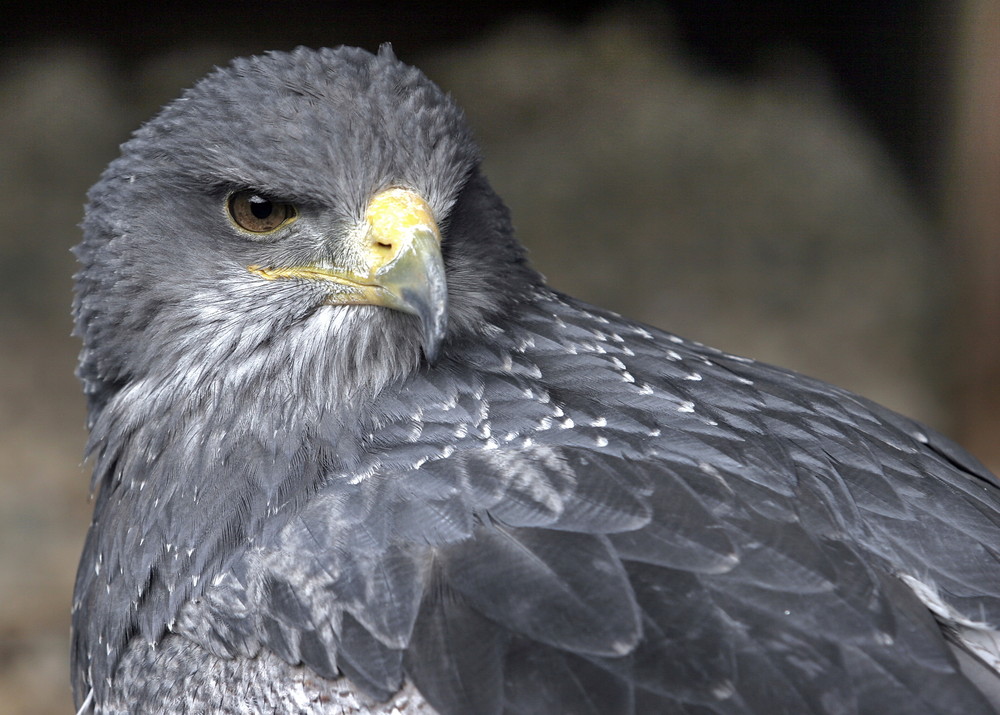 Ein Aguja oder Kordillierenadler genannt