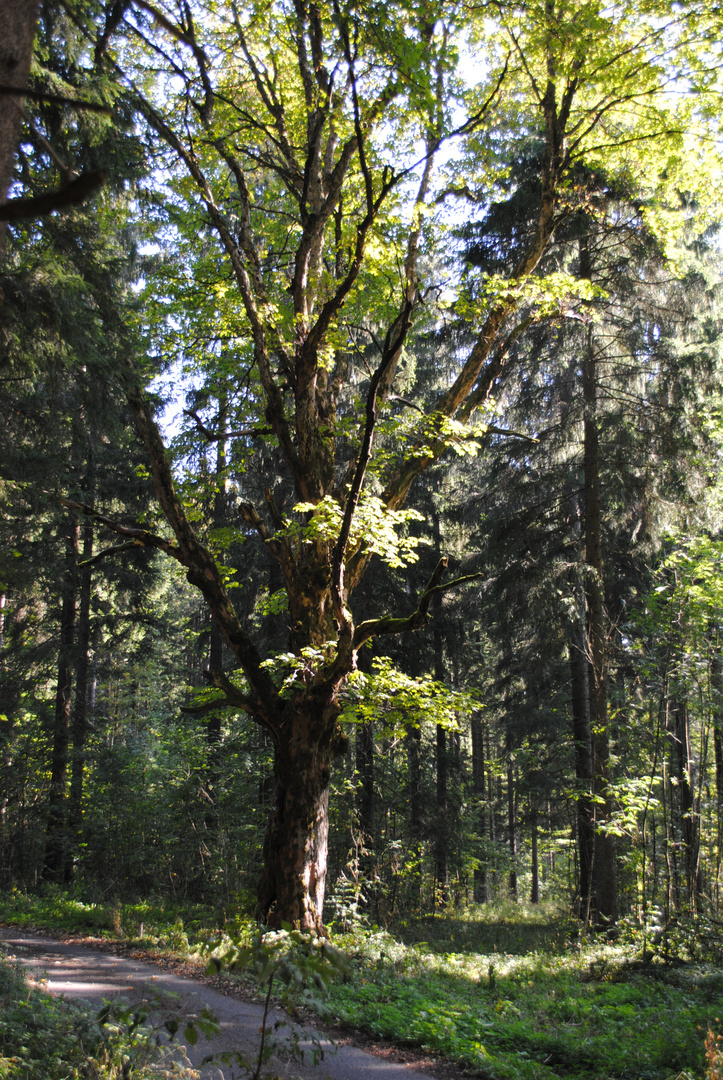 Ein Ahorn Baum