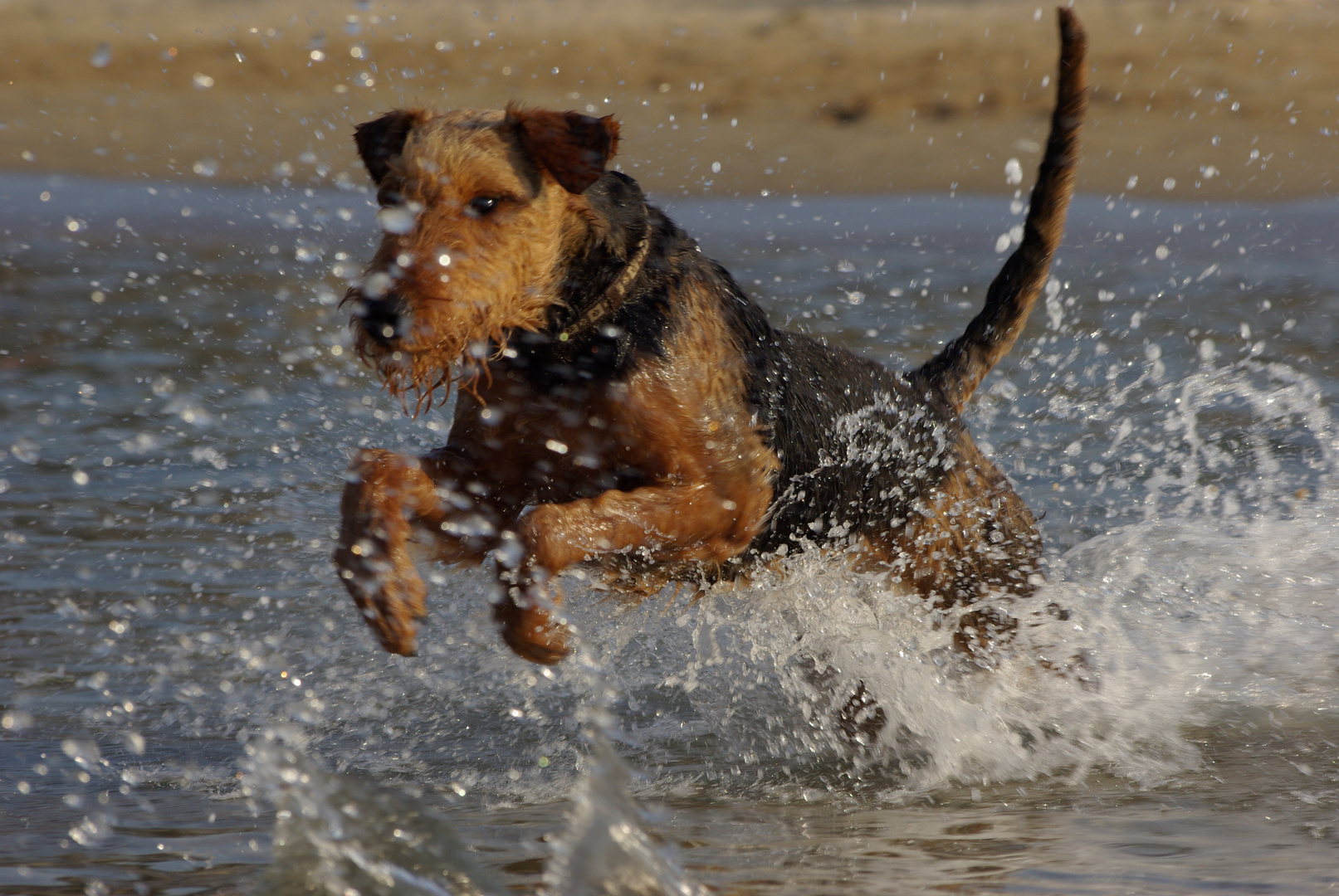 Ein Airedale im Urlaub