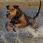 Ein Airedale im Urlaub