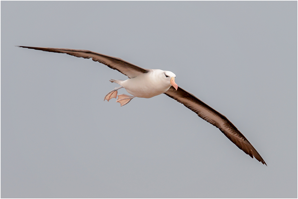 Ein Albatros auf Helgoland