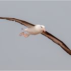 Ein Albatros auf Helgoland